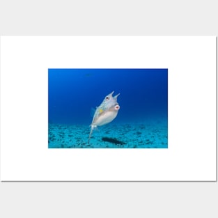 Long Horn Cowfish kiss Posters and Art